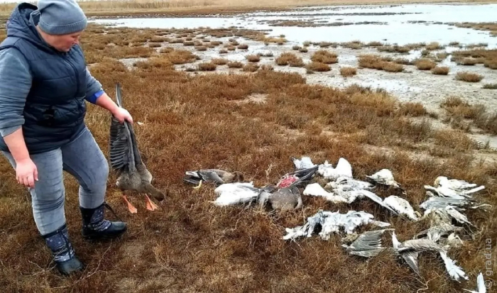 У нацпарку «Тузловські лимани» продовжують гинути дикі птахи