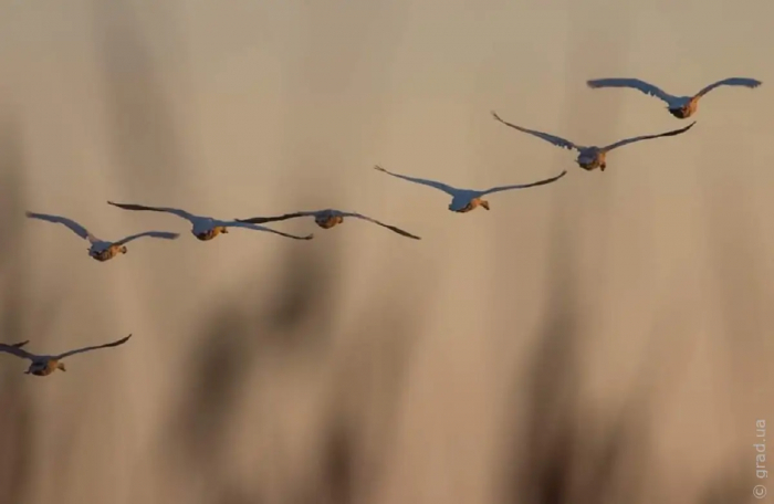 До заповідника "Тузлівські лимани" прилетіли рідкісні червонокнижні птахи