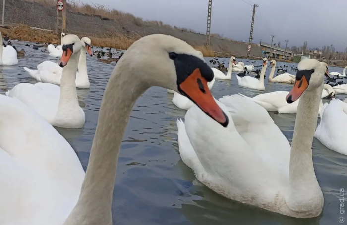 Сотрудники Одесского зоопарка выпустили на волю двух лебедей