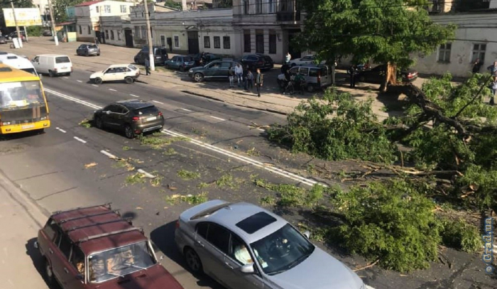 На Молдаванке дерево рухнуло на автомобиль