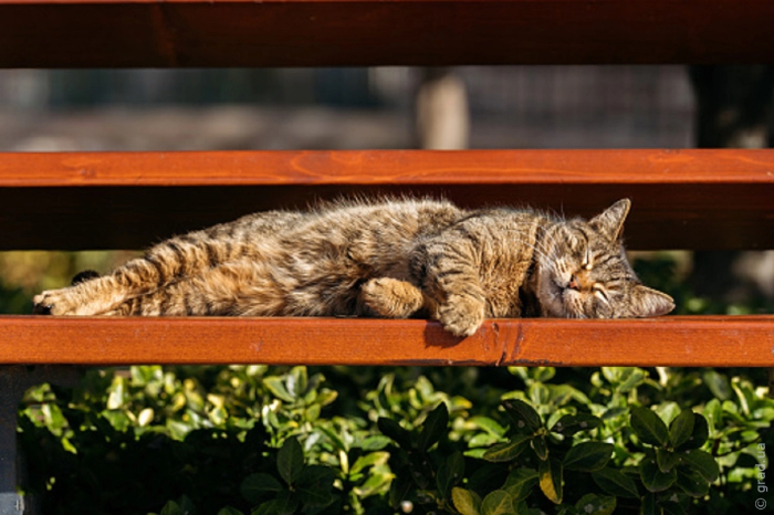 кот на солнышке