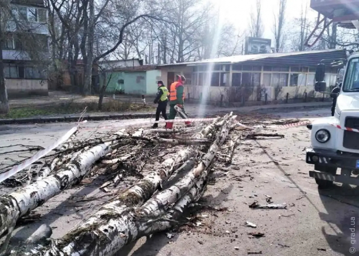 Сильный ветер в Одессе повалил деревья