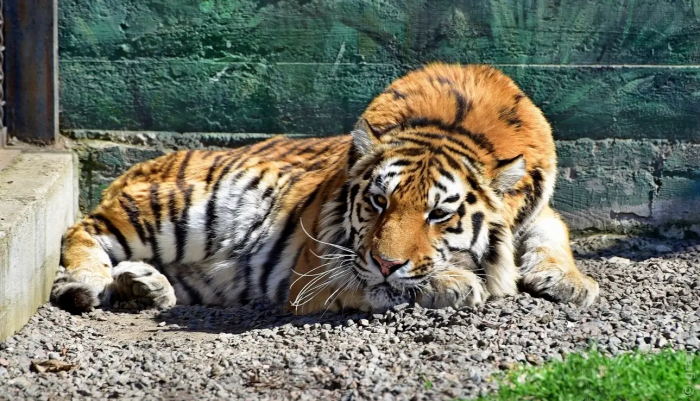 Одеський зоопарк: як живуть тварини під час війни
