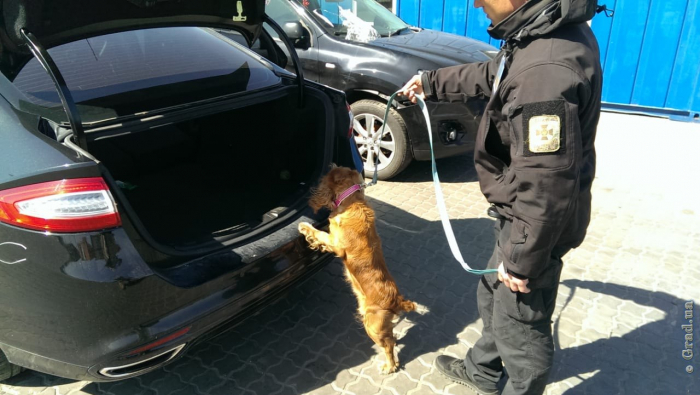 В Одессе пограничный пес нашел патроны в иномарке
