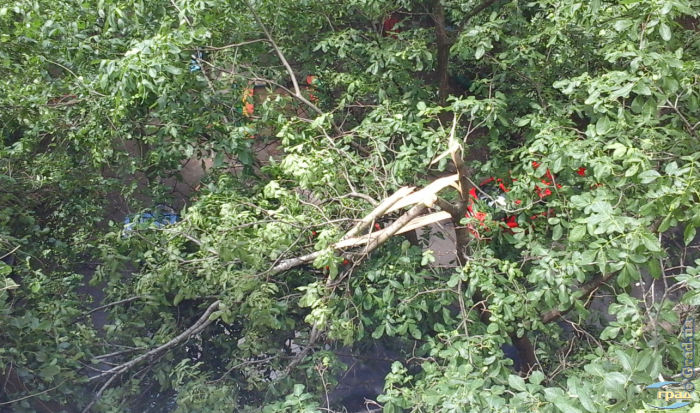 Ветер сломал дерево