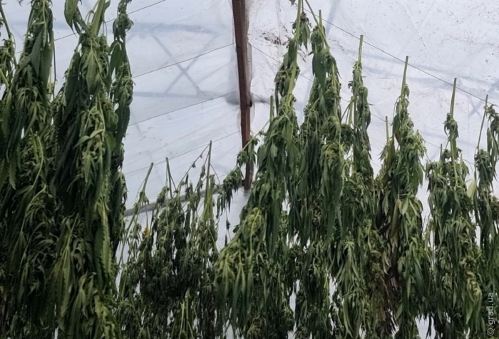 одессит выращивал коноплю