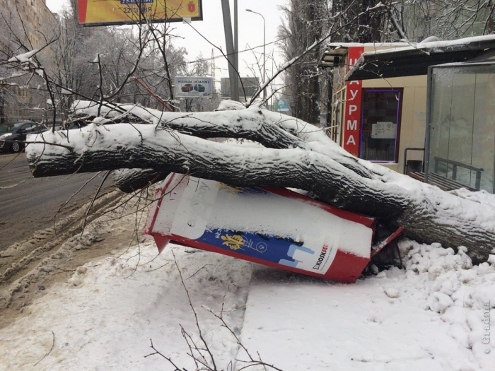 В Одессе продолжают падать деревья