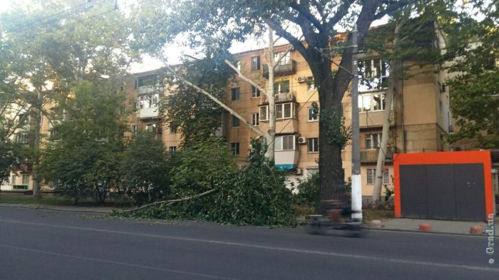 Осторожно: на ул.Сегедской рухнула огромная ветка