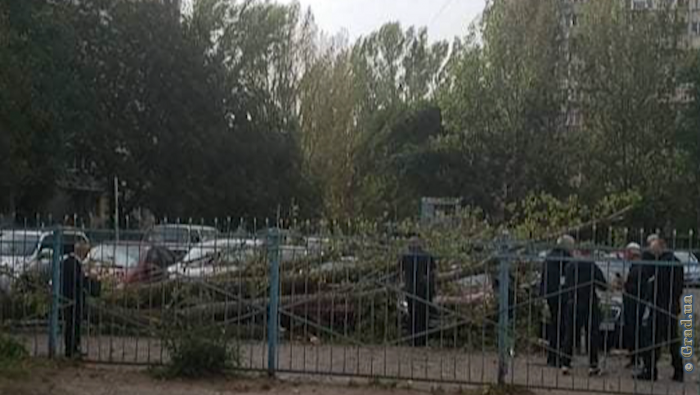 На Котовского дерево рухнуло на автостоянку