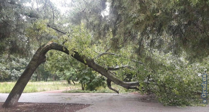 Шесть деревьев упали в результате непогоды в Одессе