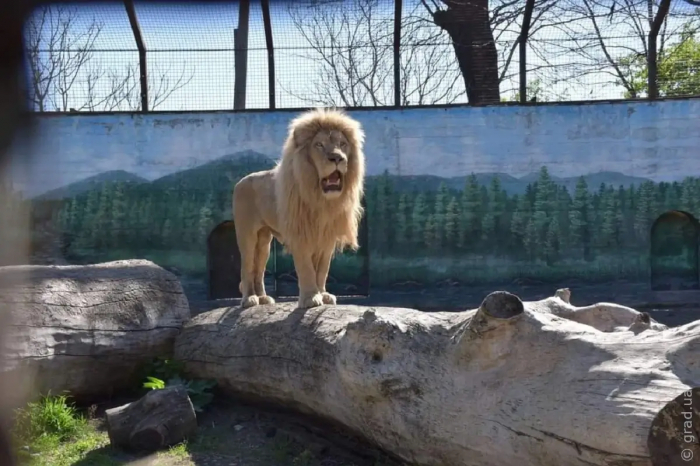 Спасенных львов из Харькова могут увидеть посетители одесского зоопарка