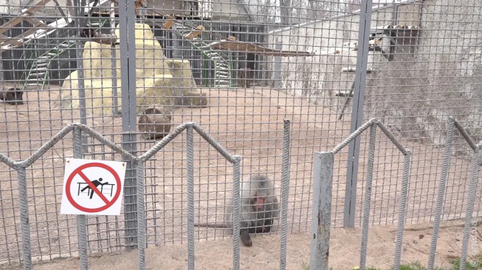 Павіани Одеського зоопарку отримали оновлений вольєр