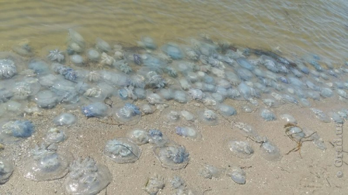 Побережье Затоки атаковали медузы