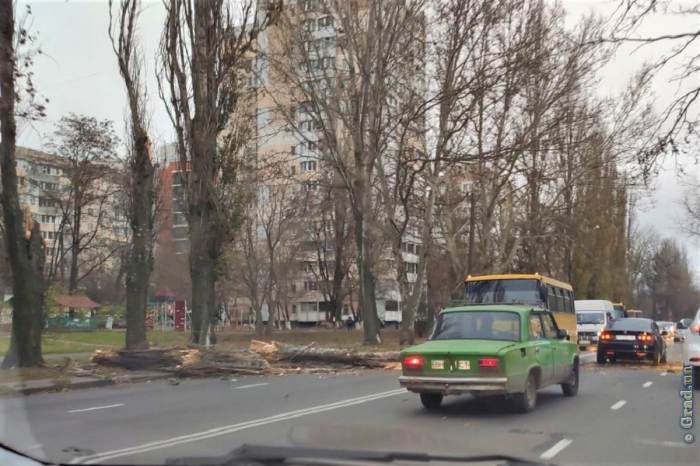 В Одессе штормит: поваленные деревья и обрывы электросетей