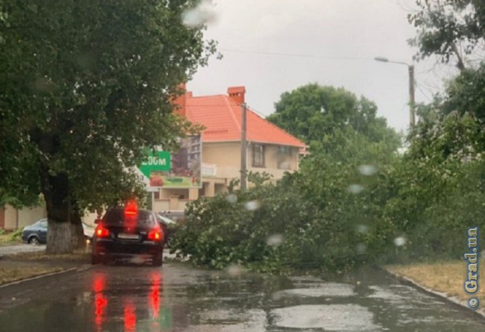 В Одессе упавшее дерево перегородило проезжую часть