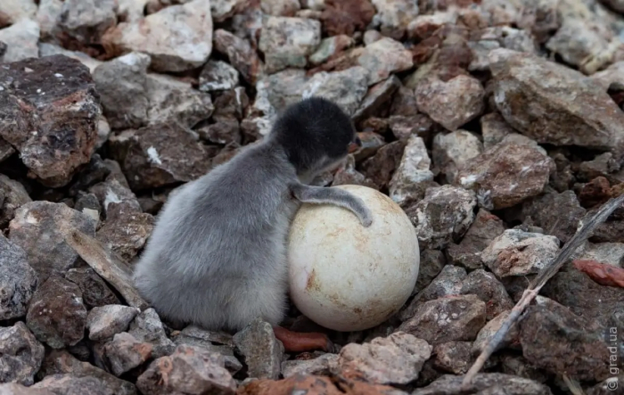 Возле станции «Академик Вернадский» появились первые птенцы пингвинов