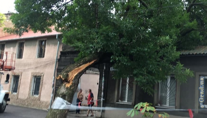 Непогода в Одессе повалила 14 деревьев