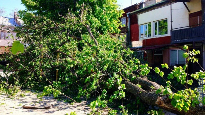 Упало дерево на Колонтаевской