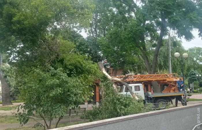 Порывистым ветром в Одессе были повалены 4 дерева и 6 больших веток
