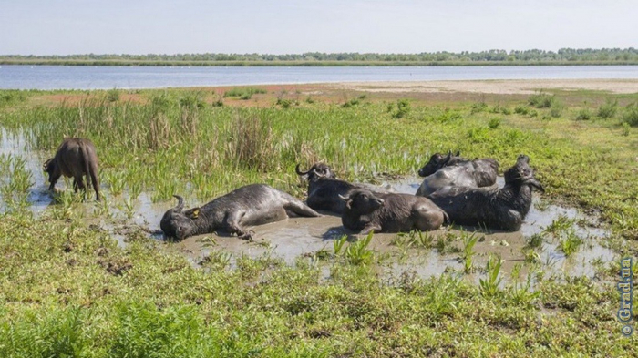 Водяные буйволы стали новосёлами на дунайском острове Ермаков