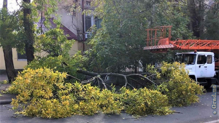 В Одессе ураганный ветер стал причиной деревопада