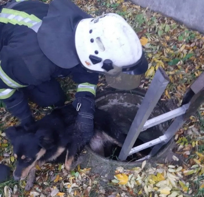 Одеські рятувальники визволили песика, який опинився у пастці
