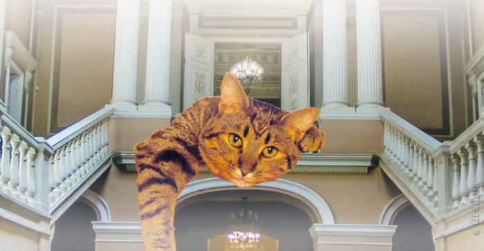 Традиционная Ночь музеев в Одессе посвящена котам и кошкам