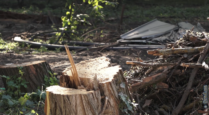 Одесситы обеспокоены уничтожением здоровых деревьев