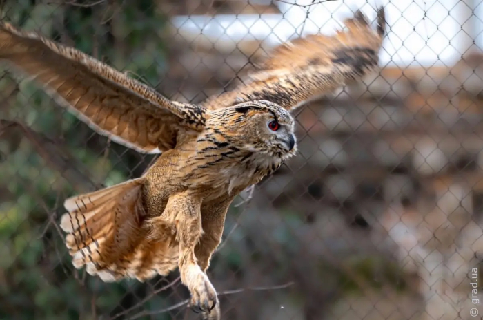В Одесском зоопарке созданы условия для размножения редких птиц