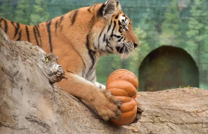 В Одеському зоопарку проводжали рік Тигра, що минає