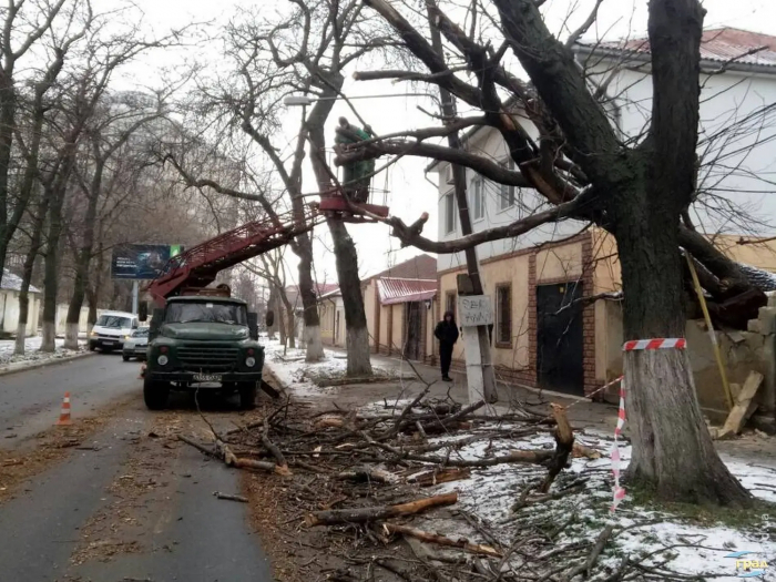 Обрезка деревьев в Одессе
