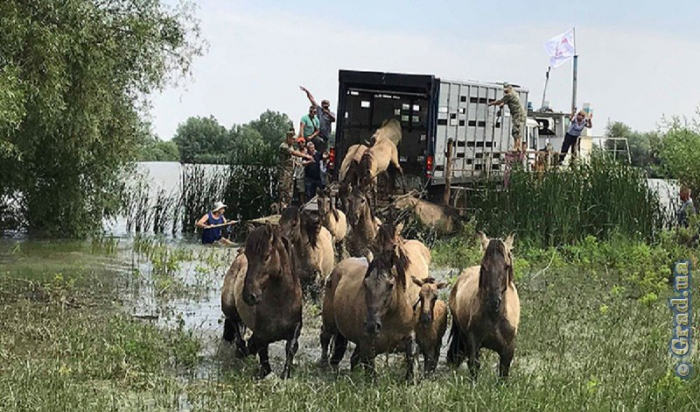 Дикие лошади будут жить в украинской дельте Дуная
