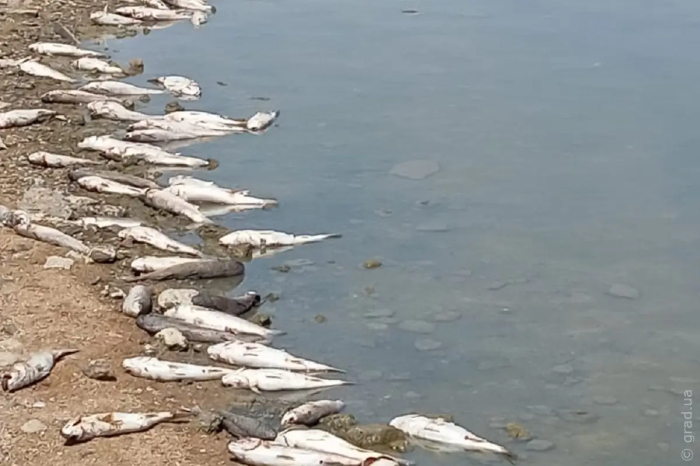 В Хаджибейском лимане зафиксировали массовую гибель рыбы