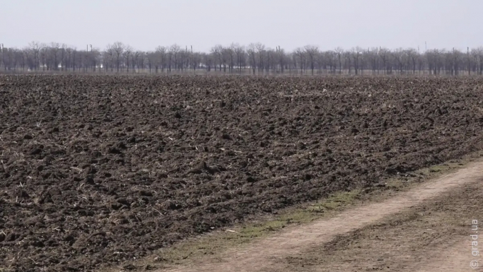 Як тепла зима може вплинути на майбутній урожай в Одеській області