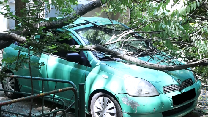 Упавшее дерево повредило автомобиль