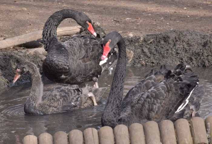 Уникальное пополнение в Одесском зоопарке