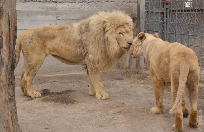 Пара белых львов из Харькова обустраивается в Одесском зоопарке