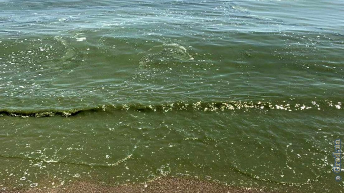 Вода у одесских берегов окрасилась в зеленый цвет