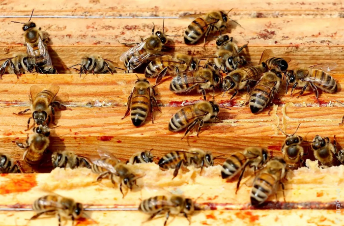 На Одещині від укусів бджіл постраждали троє людей