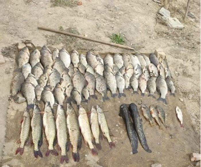 В Ізмаільскому районі викрили браконьєра з уловом на 140 тис. гривень