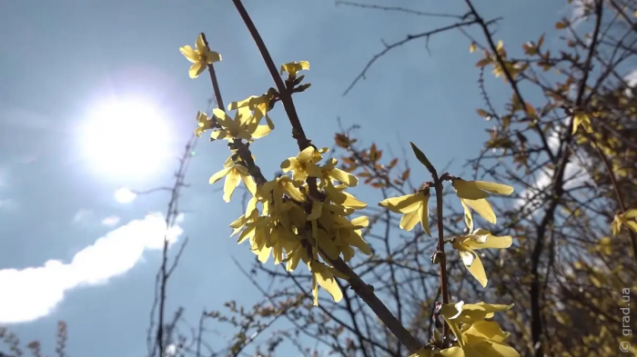 В Одеський ботанічний сад прийшла весна