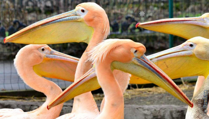 Одесский зоопарк приглашает всех на праздник «Любимый питомец»