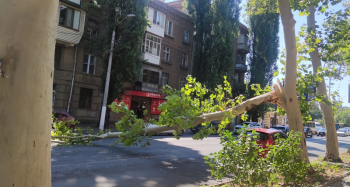 упавшее дерево