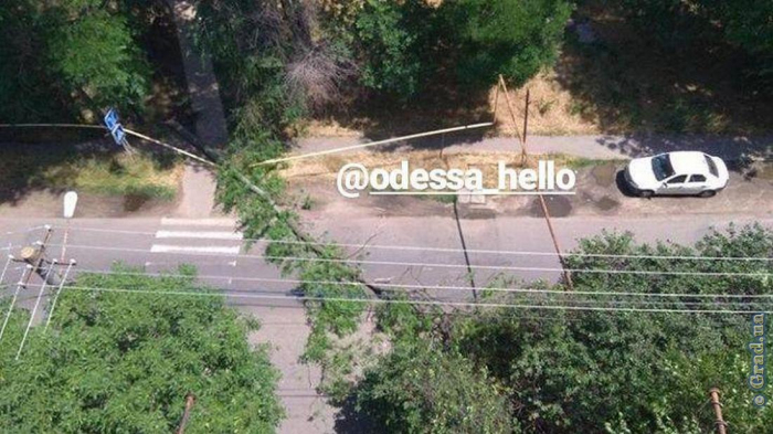 В Одессе дерево упало и перегородило дорогу