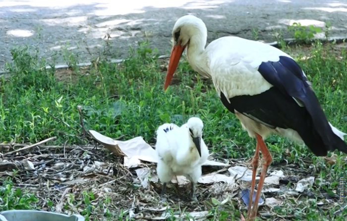 В Одесском зоопарке поселилось счастье