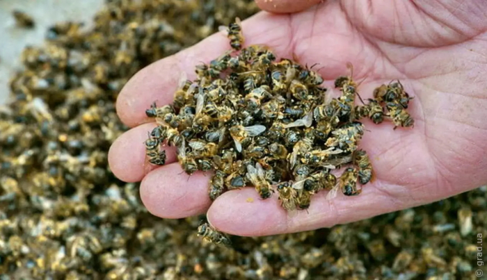 Масовий мор бджіл зафіксовано в Одеській області