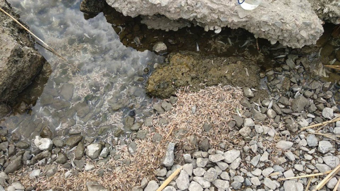 На Хаджибейском лимане снова зафиксирован массовый мор рыбы и креветок