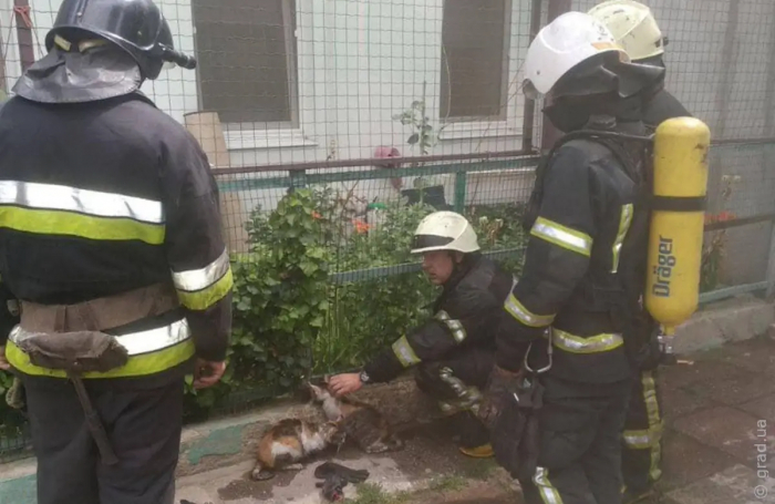 Из горящей квартиры в Одессе спасли котов