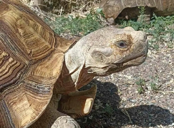 В летний вольер Одесского зоопарка выпустили Шпороносных черепах