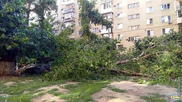 В Одессе от ветра упало дерево